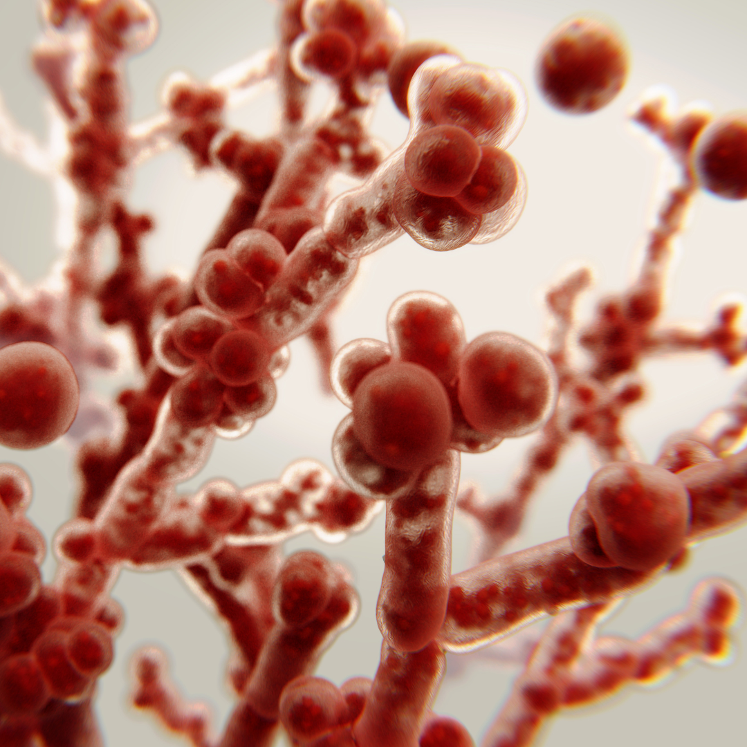 Probiotics for Candida: What Actually Works and Why
