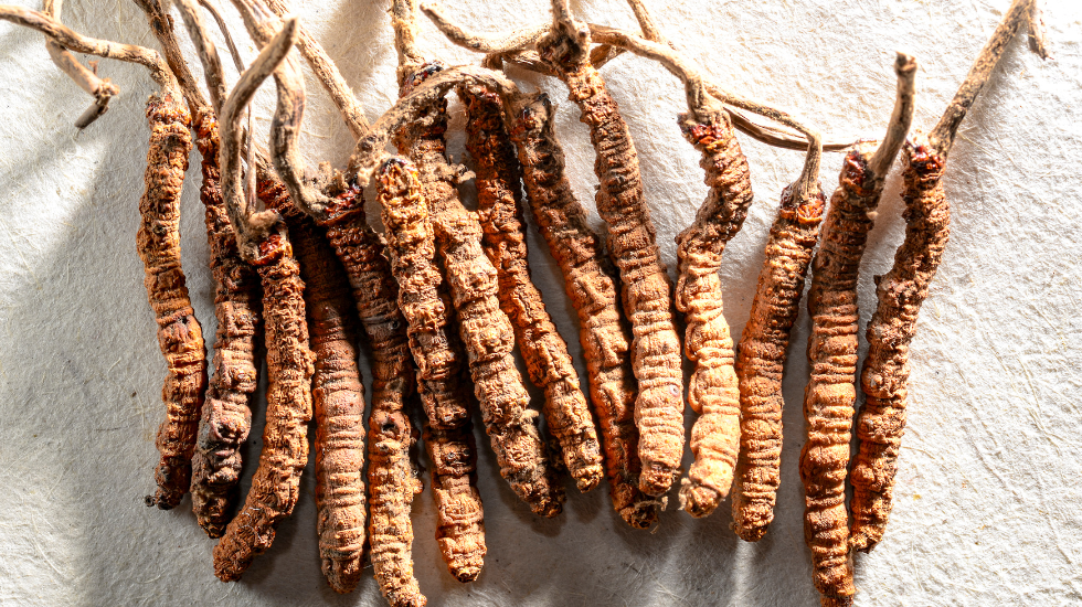 Benefits of cordyceps supplement