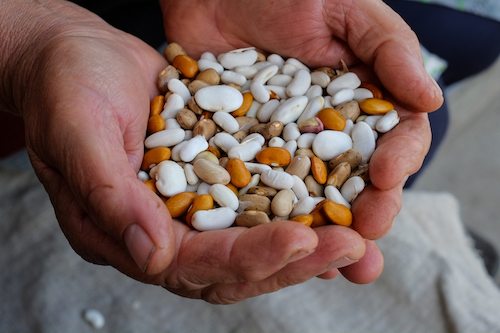 Beans In The Hands Of The Hands Of The Workers