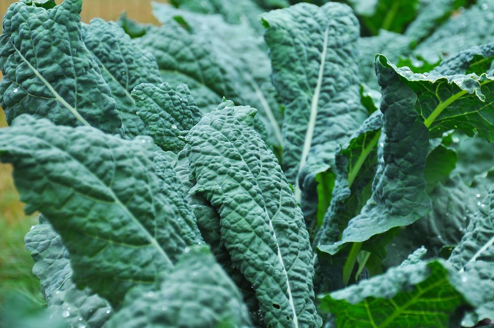 Is Kale Really Bad For You?