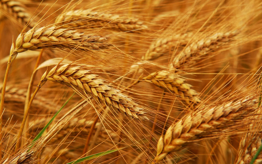 Are You Addicted to Wheat?