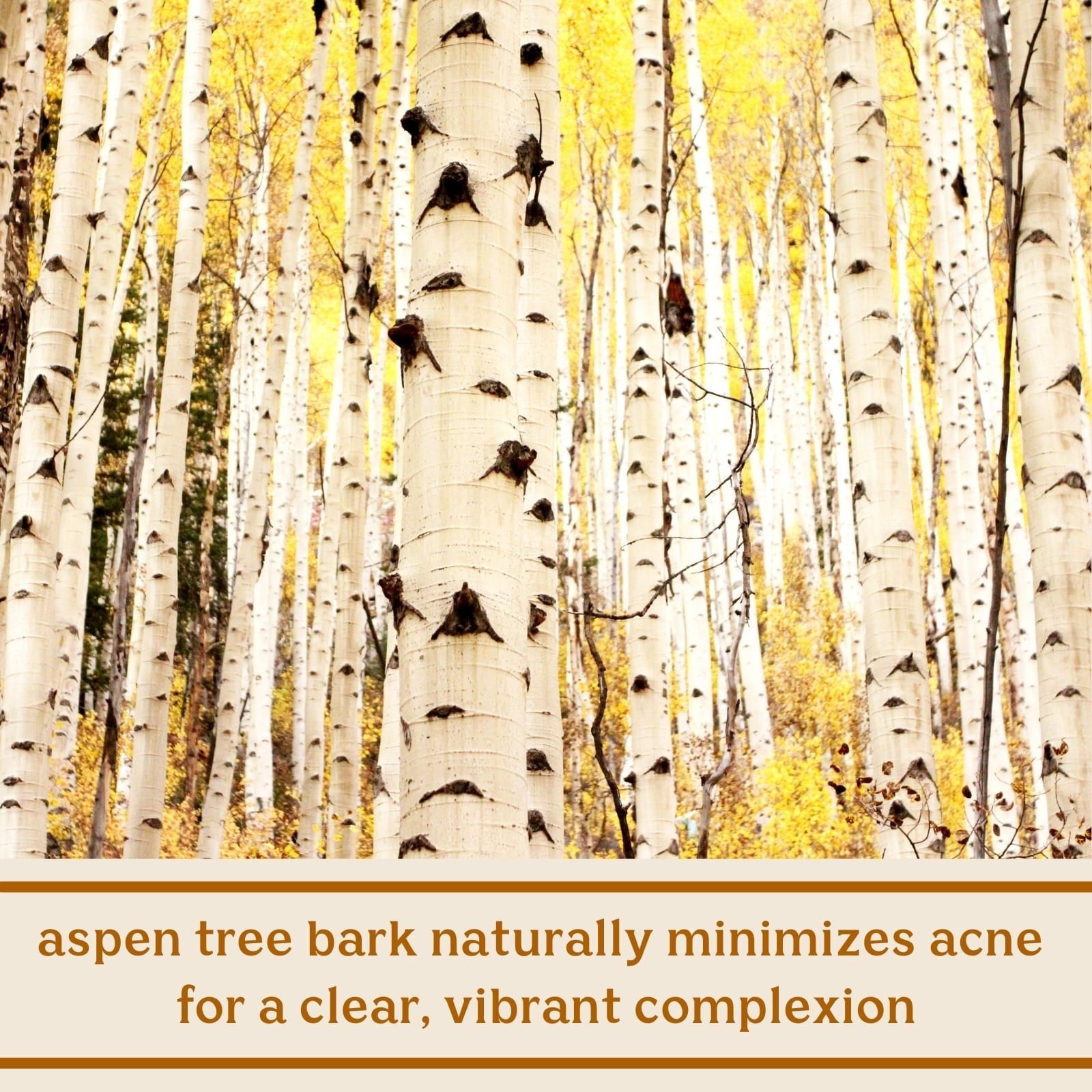 Solluna's Feel Good Cleanser key ingredient benefit description. Aspen tree bark naturally minimizes acne for a clear, vibrant complexion 