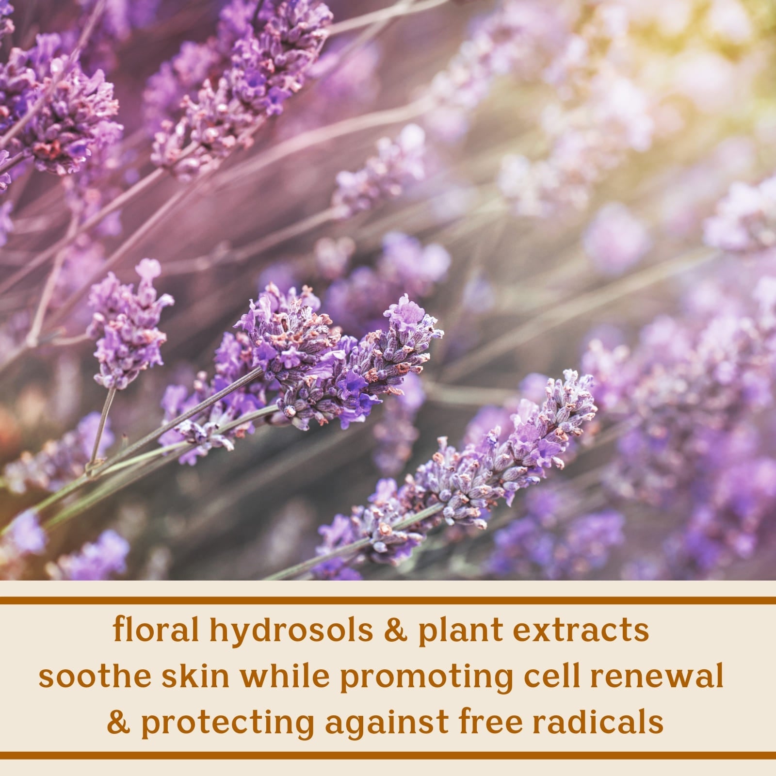 Solluna's Feel Good Cleanser key ingredient benefit description. Floral Hydrosols & Plant Extracts Soothe Skin While Promoting Cell Renewal & Protecting Against Free Radicals