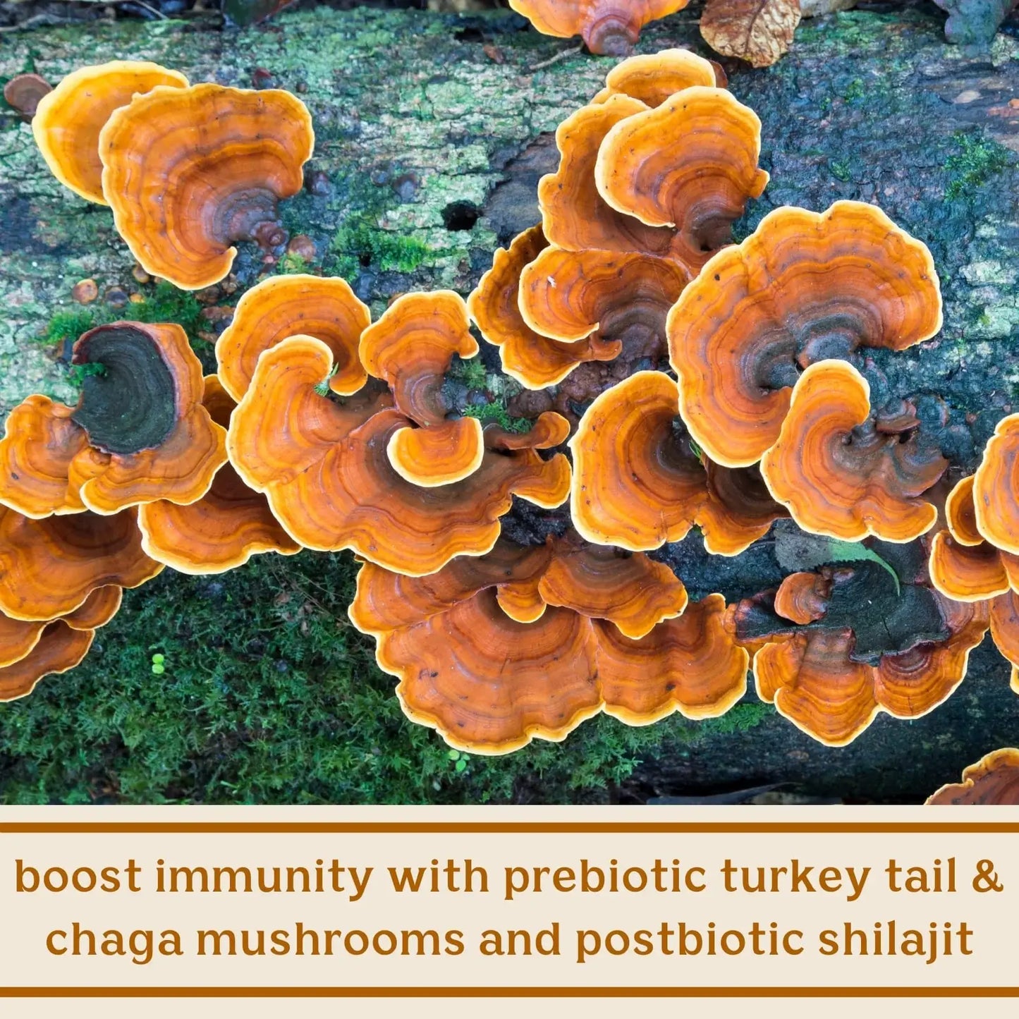 Feel Good SBO Probiotics+