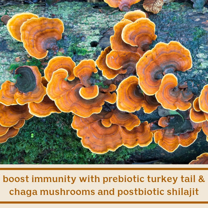 Feel Good SBO Probiotics+