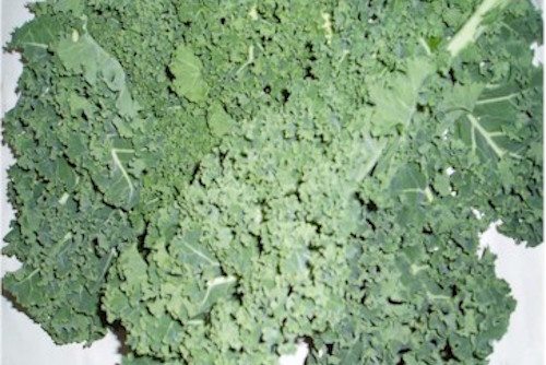 Picture of fresh kale. 