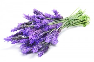 lavender to stop headaches