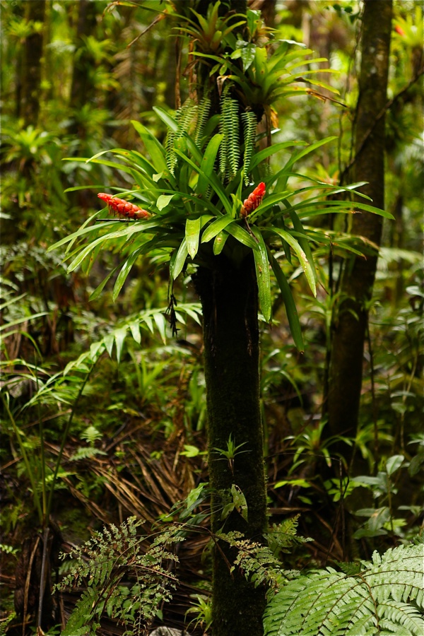 rain forest tree flower kimberly snyder