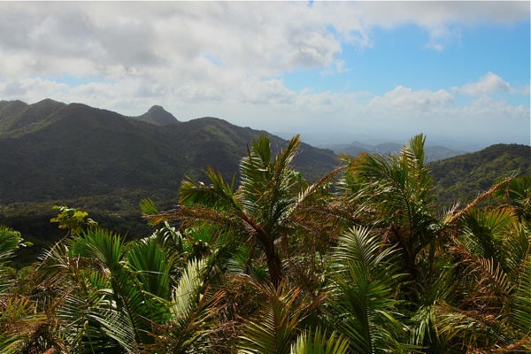 view of rain forest puerto rico kimberly snyder