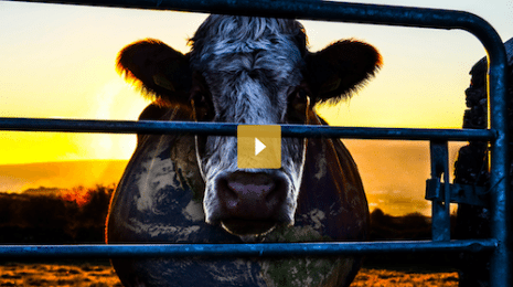Picture of a cow behind a gate