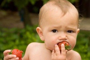 Picture of a baby eating a strawberry