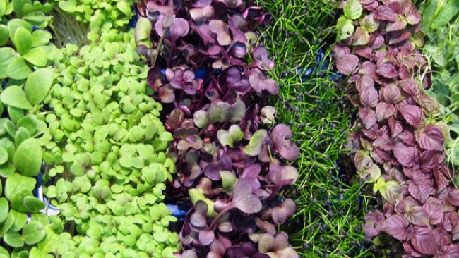 Pack Extra Power Into Your Diet With Microgreens and Sprouts