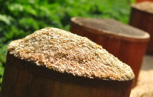 wheat, rye, and barley