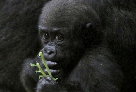 Picture of a baby gorilla