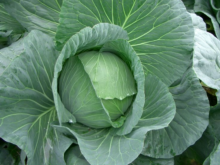 A large cabbage ready to be picked.