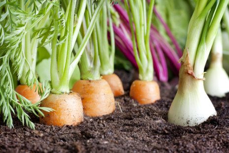 IMG OF CARROTS  AND ONIONS IN SOIL