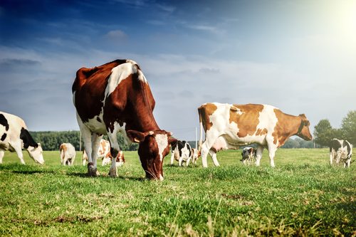 PICTURE OF COWS IN FIELD 