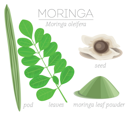 Picture of moringa tree parts