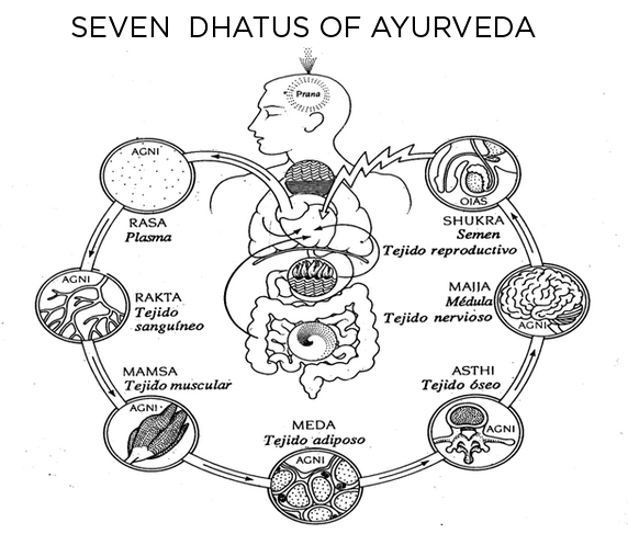 Seven Dhatus Of Ayurveda