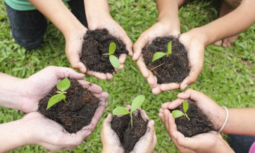 Picture of kids hands holding soil and a seedling