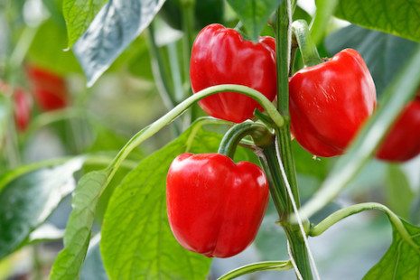 Picture of Red bell pepper (sweet pepper) on the pepper tree