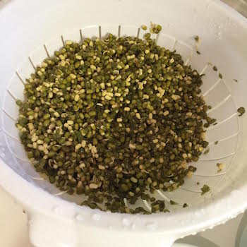 Picture of mung beans being drained in colander