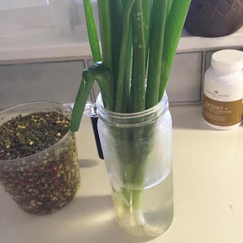 Picture of spring onions and mung beans soaking in water