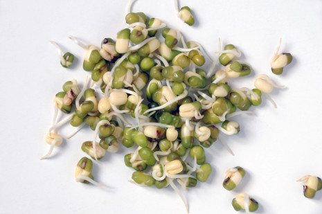 Picture of Sprouted Mung Beans