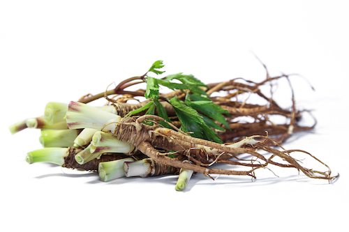 Picture of Fresh Dong Quai or female ginseng root.