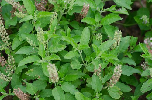Picture of Holy Basil
