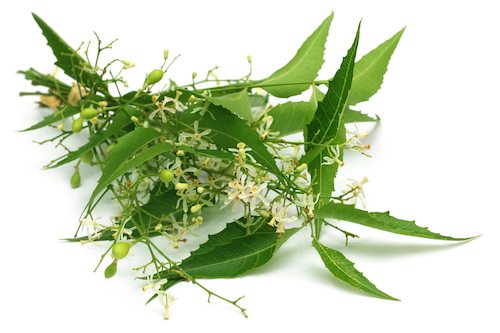 Picture of Medicinal Neem Leaves With Flower