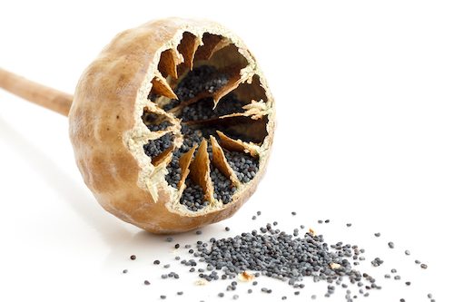 Picture of Single Cut Open Poppy Seed Pod With Seeds Spilling Out On White.