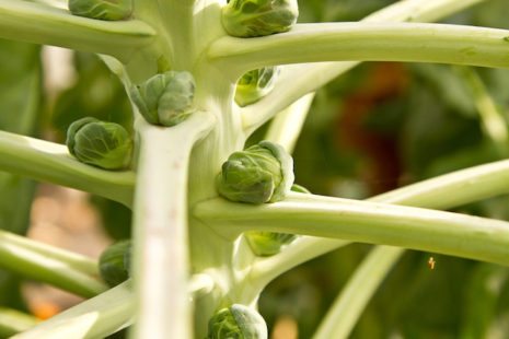 Picture of Brussels Sprouts on stems