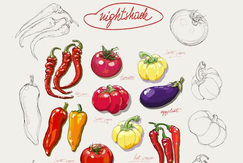 Picture of realistic portrayal of the nightshade vegetables. Collection of hand-drawn vegetables, vector illustration.
