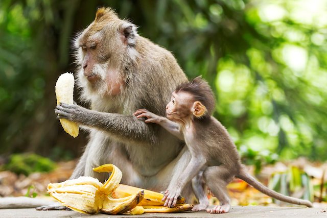 Monkeys eat bananas. Monkey forest in Ubud Bali Indonesia.