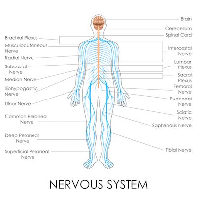 Picture of vector illustration of diagram of nervous system.
