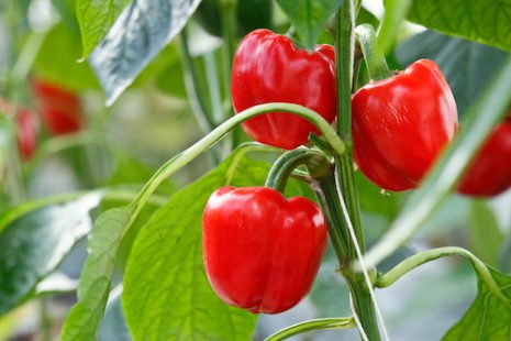 Picture of red peppers on the vine. 