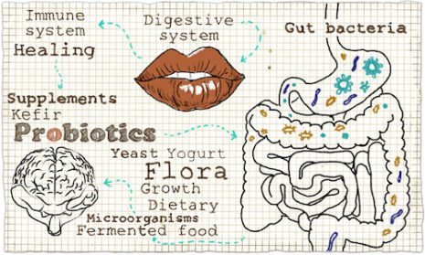 Illustration About The Digestive System