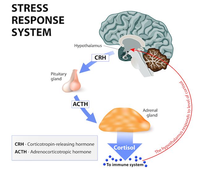 Picture of Cortisol: Stress Response System