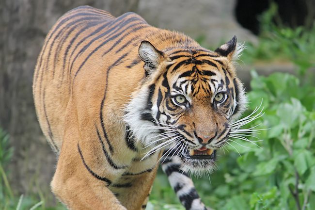 Picture of a Sumatran Tiger snarling.