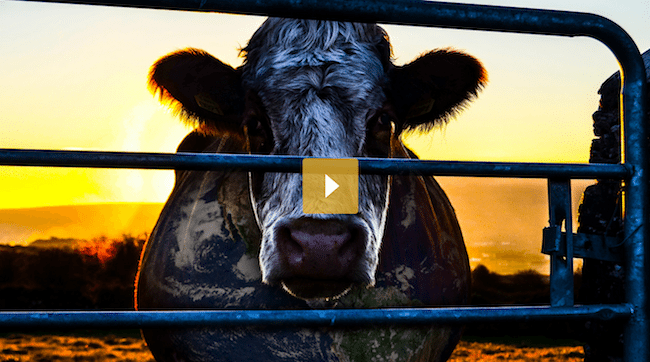 Picture of Cowspiracy Image.