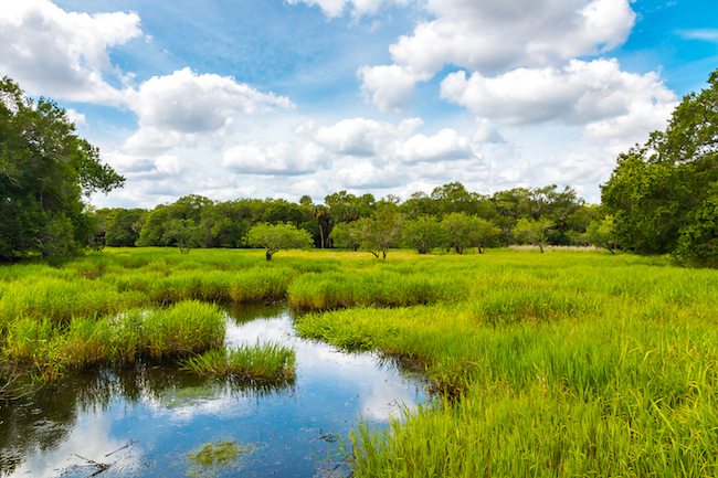Florida wetland natural summer landscape with pond