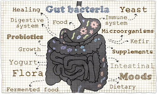 Illustration About Gut Bacteria
