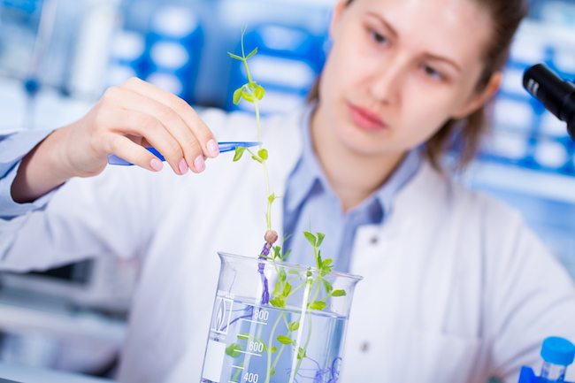 Woman science Assistant in laboratory with researsh GMO Plant