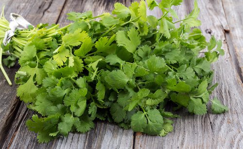 Picture of fresh coriander or cilantro bouquet on old wood table.