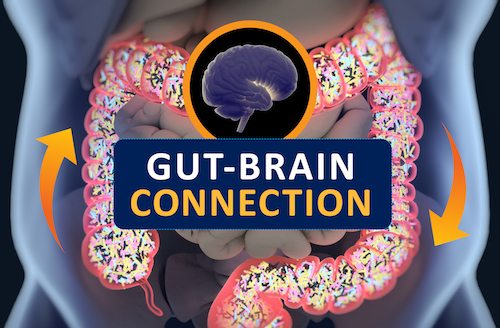 Gut-brain Connection Or Gut Brain Axis. Concept Art Showing A Connection From The Gut To The Brain.