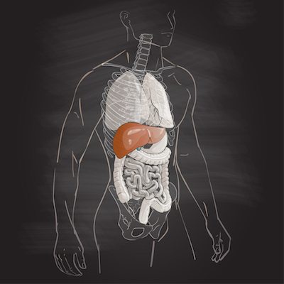 vector illustration human body anatomy liver medical internal organs system chalk drawing on the blackboard