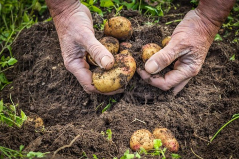 A farmer's hands harvesting potatoes from the earth