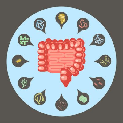 Intestinal flora, Set of good and bad enteric bacteria, Gut flora in flat design for infographic, vector.