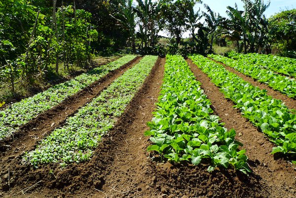 Rows of of vegetables in a farm in Southeast Asia